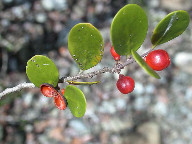 Celastraceae Maytenus buxifolia