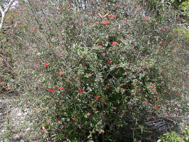 Rubiaceae Rondeletia odorata