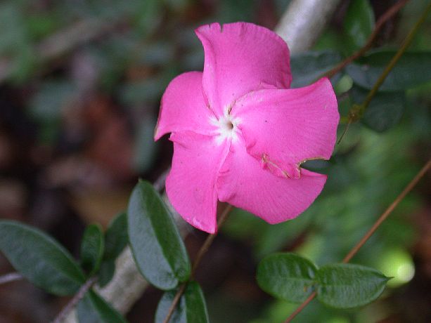 Apocynaceae Mesechites rosea