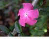 image of Mesechites rosea