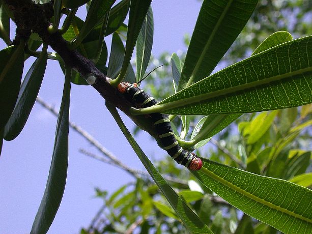 Apocynaceae Plumeria 