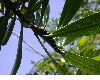 image of Plumeria 