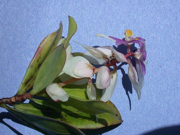 Cyrillaceae Purdiaea cubensis