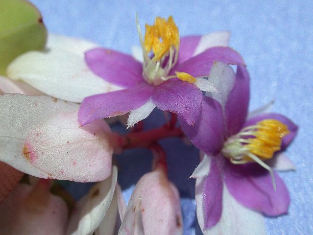 Cyrillaceae Purdiaea cubensis