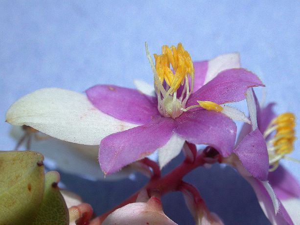 Cyrillaceae Purdiaea cubensis