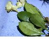 image of Brunfelsia nitida