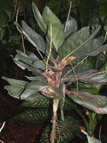Arecaceae Chamaedorea 
