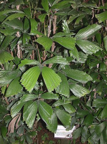 Arecaceae Reinhardtia gracilis