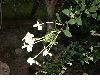 image of Brunfelsia nitida