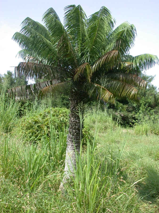 Zamiaceae Microcycas calocoma