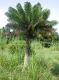 image of Microcycas calocoma