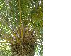 image of Microcycas calocoma