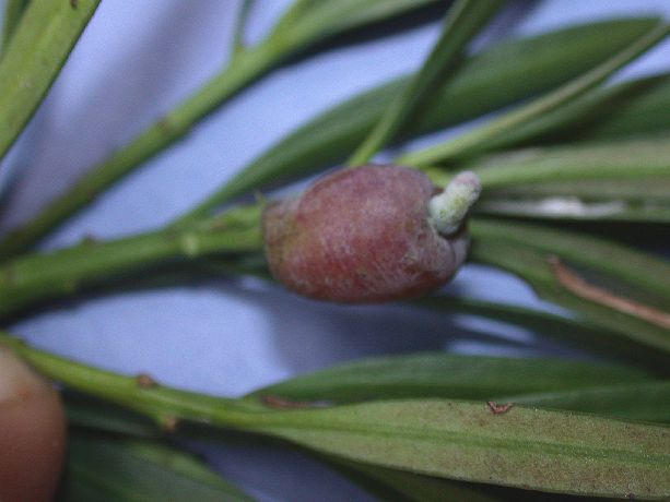 Podocarpaceae Podocarpus 