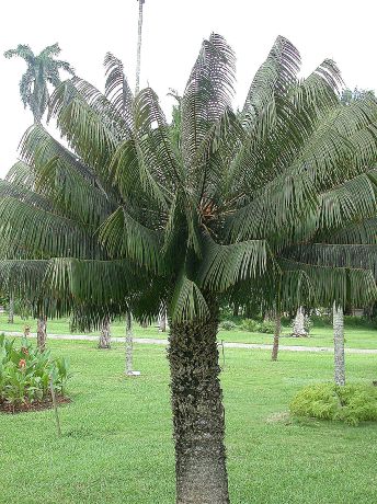 Zamiaceae Microcycas calocoma