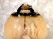 image of Dascillus violaceum