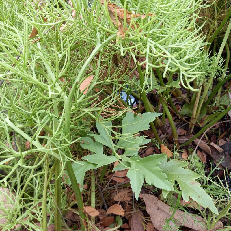 Pteridaceae Ceratopteris pteridoides