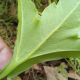 image of Ceratopteris pteridoides