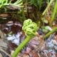 image of Ceratopteris pteridoides