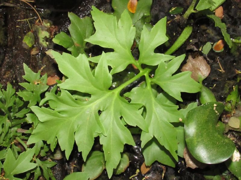 Pteridaceae Ceratopteris pteridoides