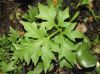 image of Ceratopteris pteridoides