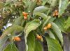 image of Cornus florida