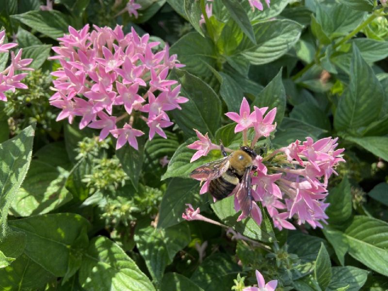 Rubiaceae Pentas lanceolata