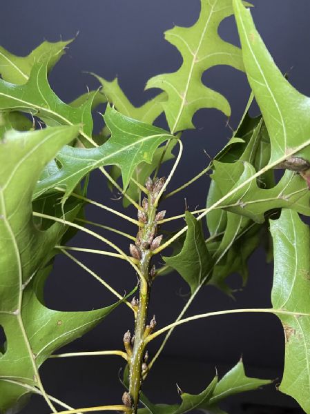 Fagaceae Quercus palustris