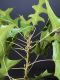 image of Quercus palustris