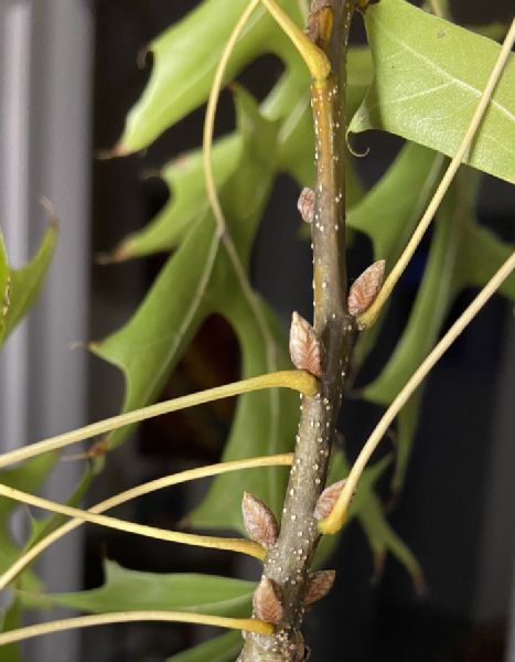 Fagaceae Quercus palustris