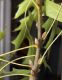 image of Quercus palustris