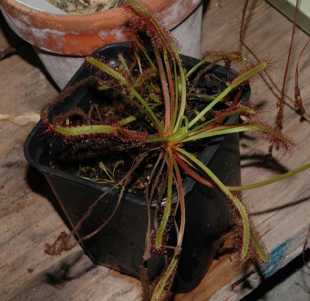 Droseraceae Drosera 