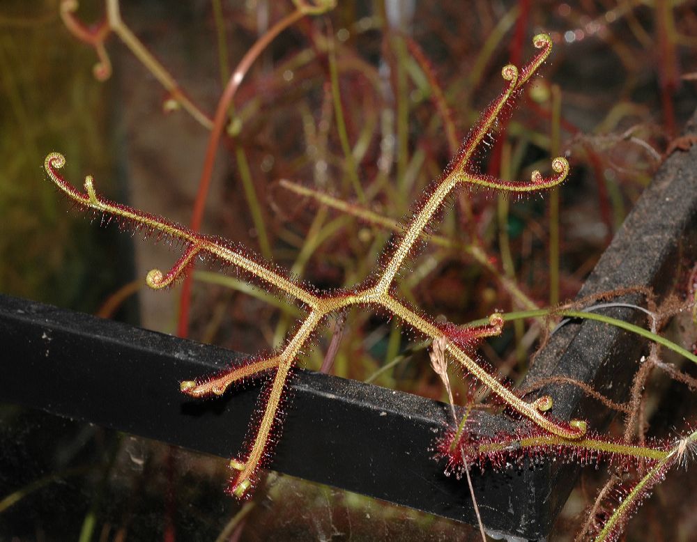 Droseraceae Drosera 