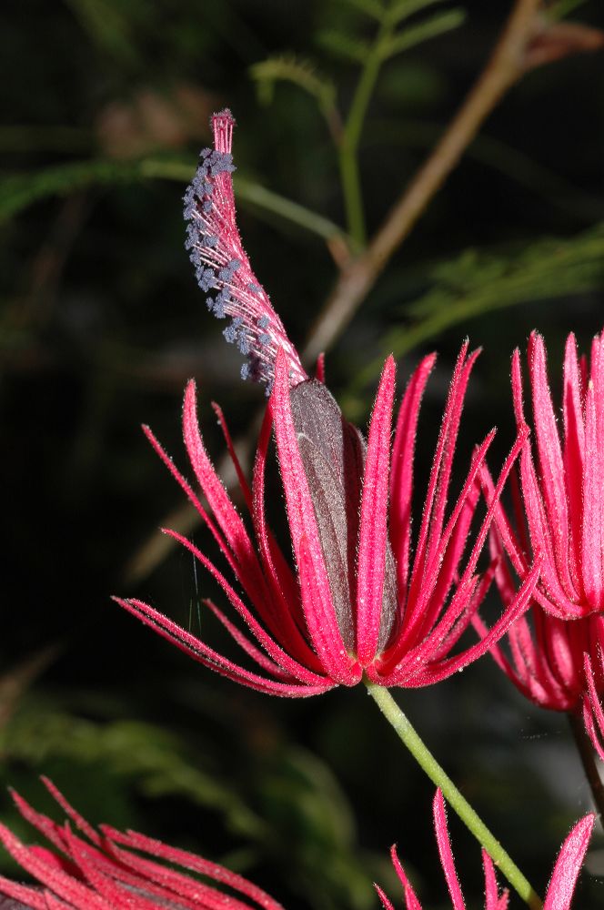 Malvaceae Triplochlamys multiflora