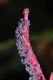 image of Triplochlamys multiflora