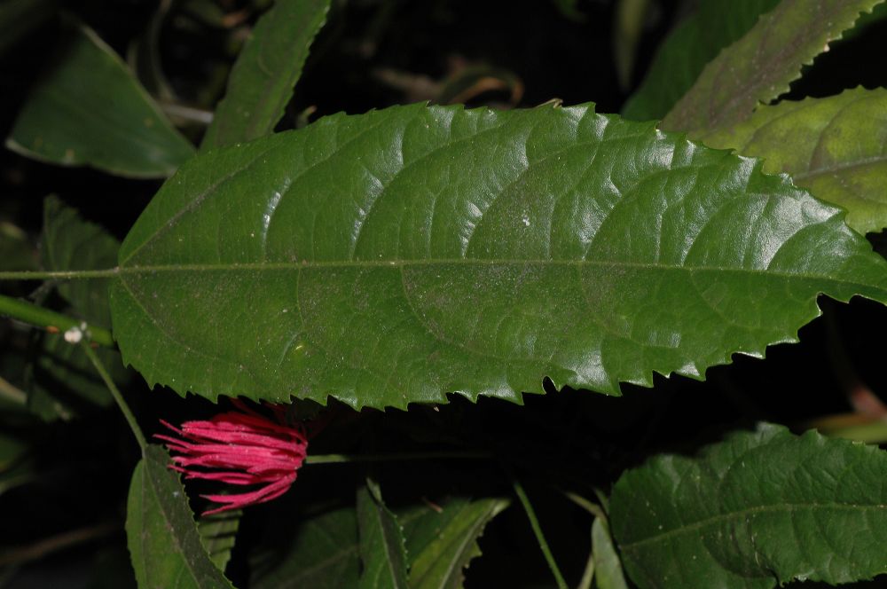 Malvaceae Triplochlamys multiflora