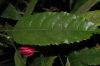 image of Triplochlamys multiflora