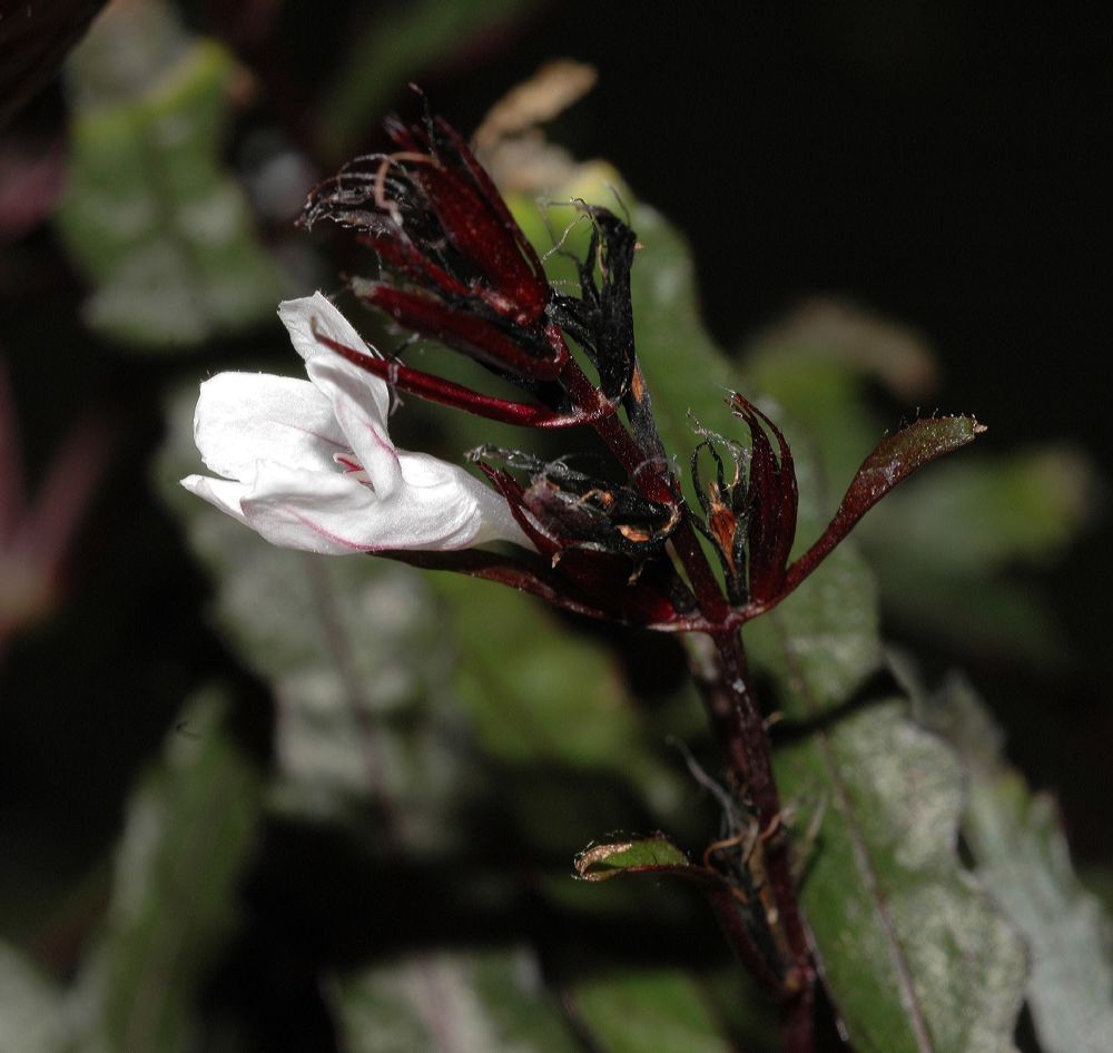 Acanthaceae Hemigraphis angustifolia