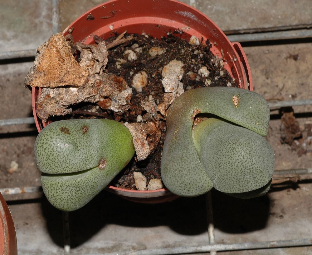 Aizoaceae Pleiospilos nelii