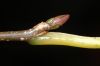 image of Nyssa sylvatica