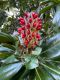 image of Magnolia grandifolia