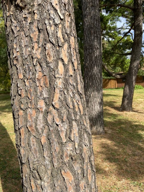 Pinaceae Pinus echinata