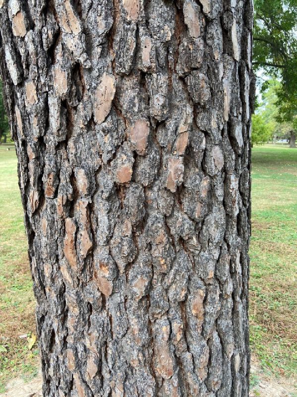Pinaceae Pinus nigra