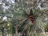 image of Pinus nigra