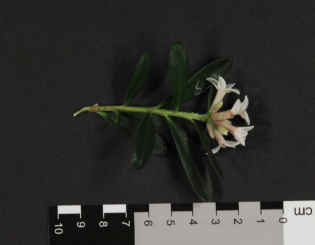 Thymelaeaceae Daphne xtransatlantica