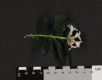 image of Daphne xtransatlantica