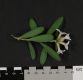 image of Daphne xtransatlantica