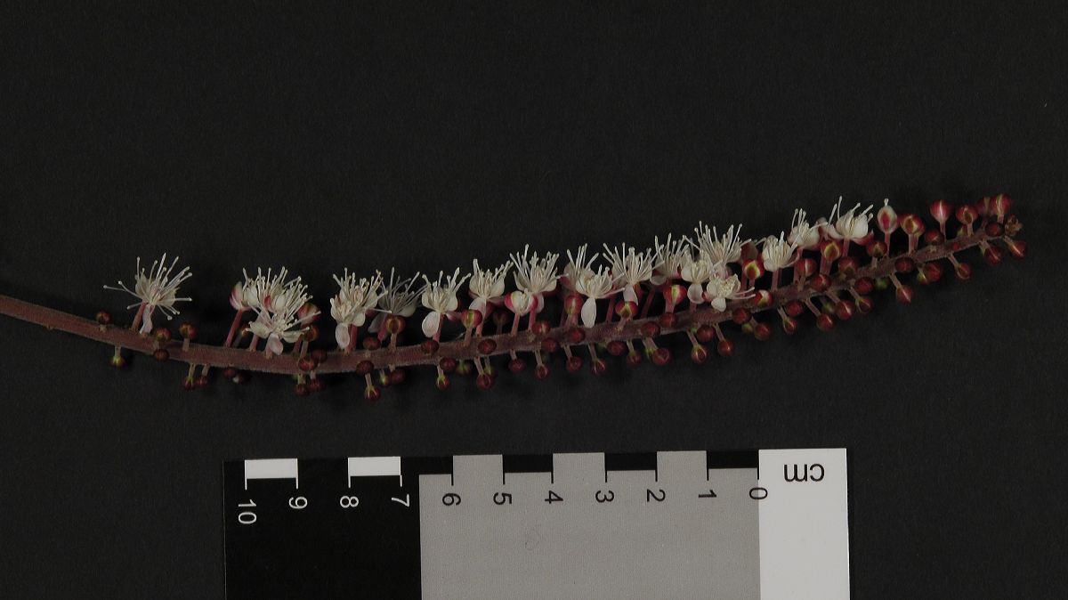 Asteraceae Syneilesis aconitifolia