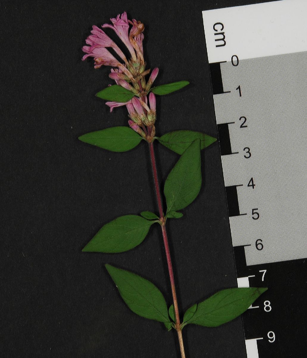 Rubiaceae Leptodermis oblonga