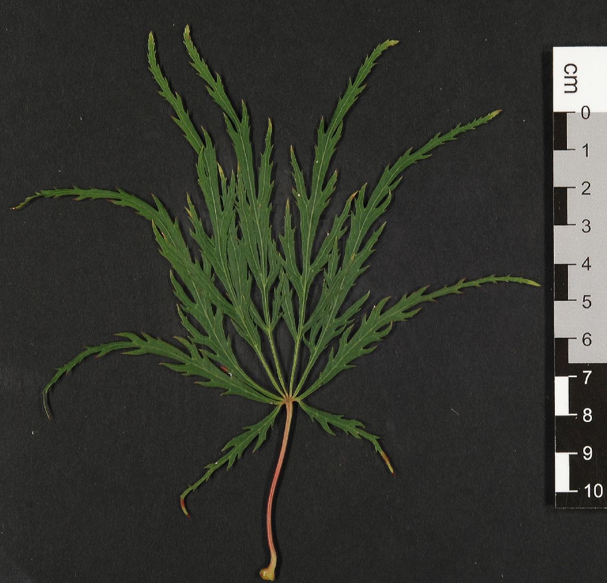 Aceraceae Acer palmatum