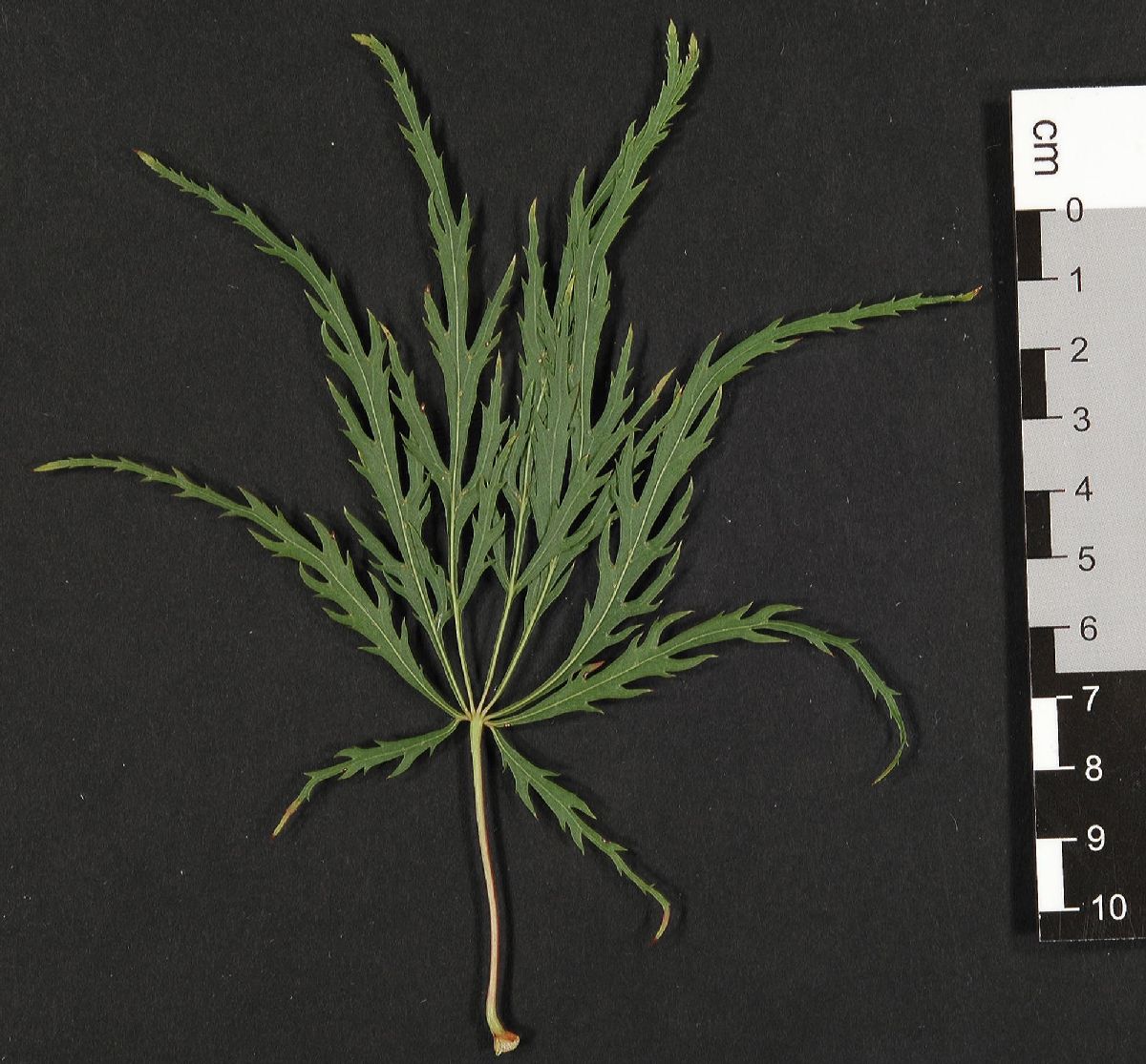 Aceraceae Acer palmatum